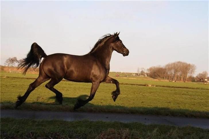 Frieser Quiny *Min baby kommer hjem igen <3 * billede 9