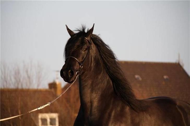 Frieser Quiny *Min baby kommer hjem igen <3 * billede 10