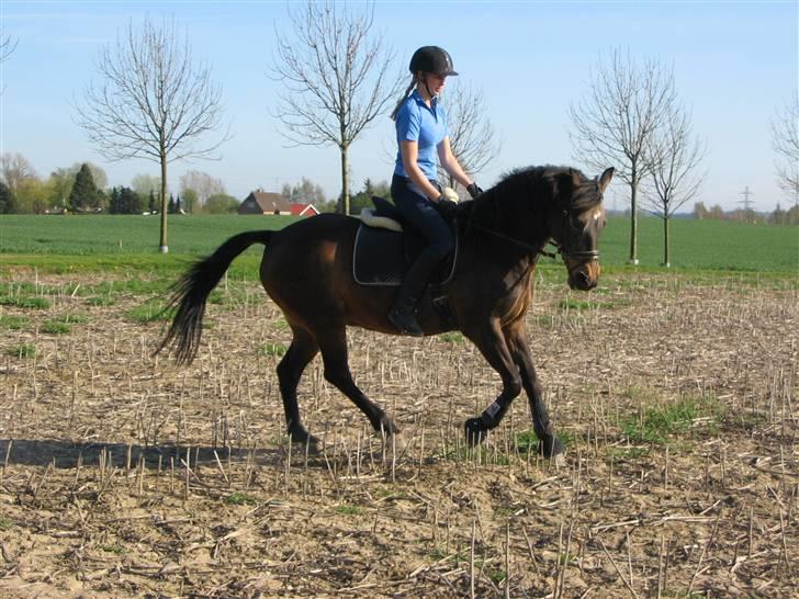 DSP Tiger R.I.P. billede 7