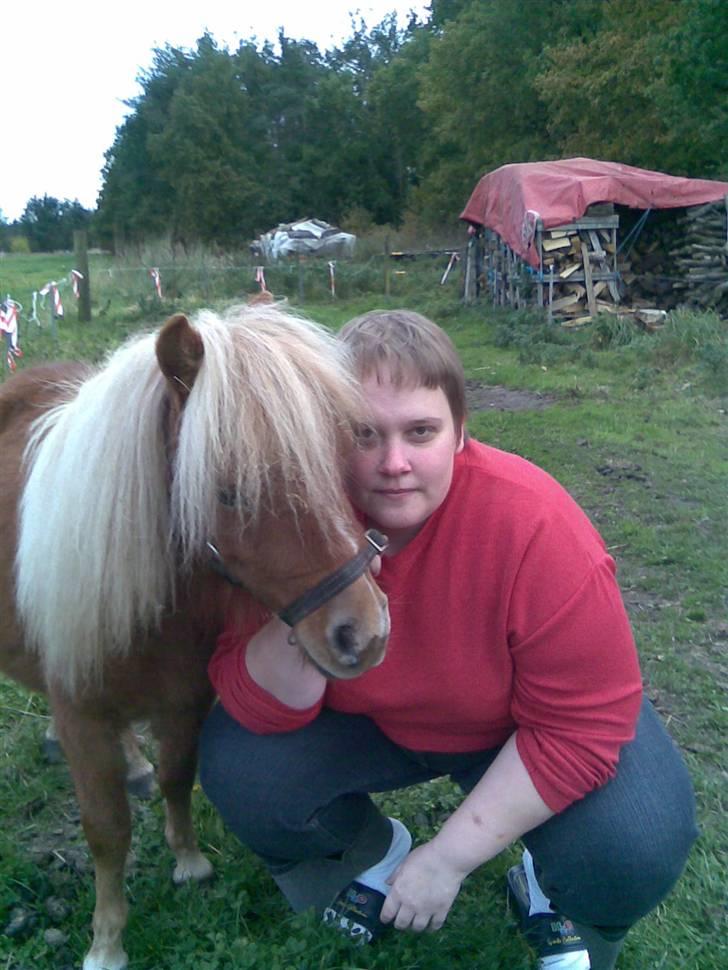 Shetlænder Felix billede 1