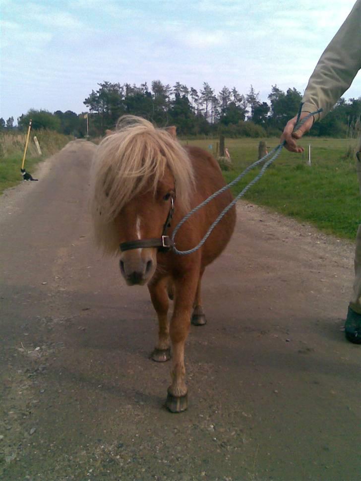 Shetlænder Felix billede 2