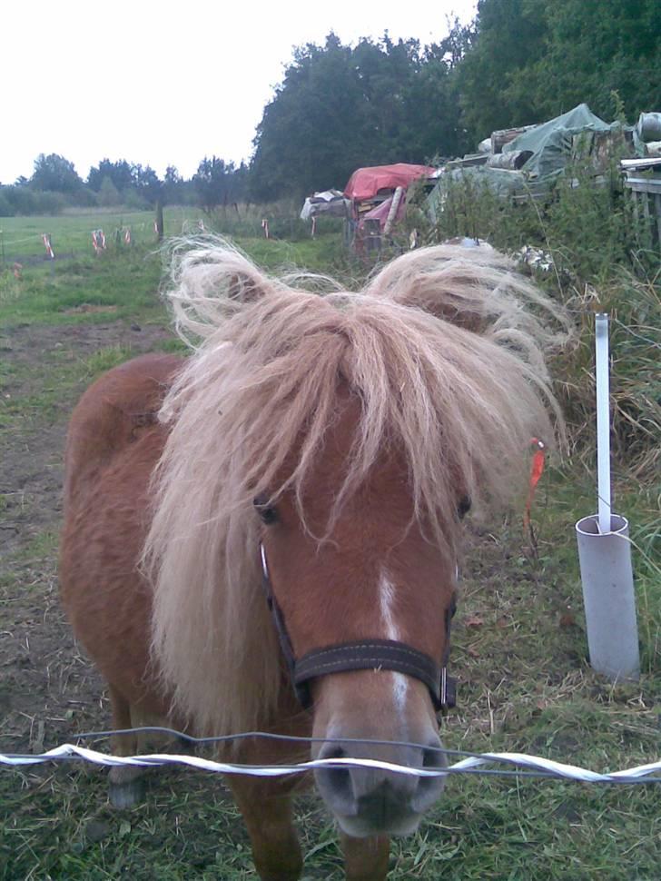 Shetlænder Felix billede 3