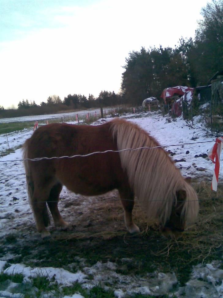 Shetlænder Felix billede 4