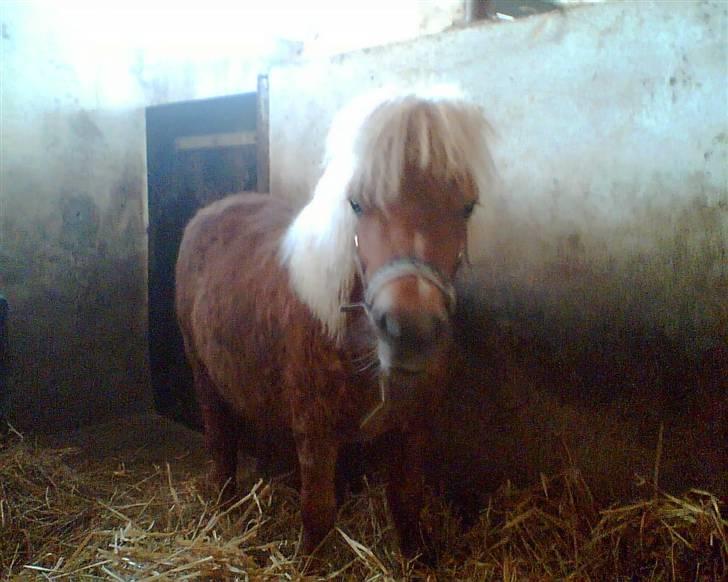 Shetlænder Felix billede 6