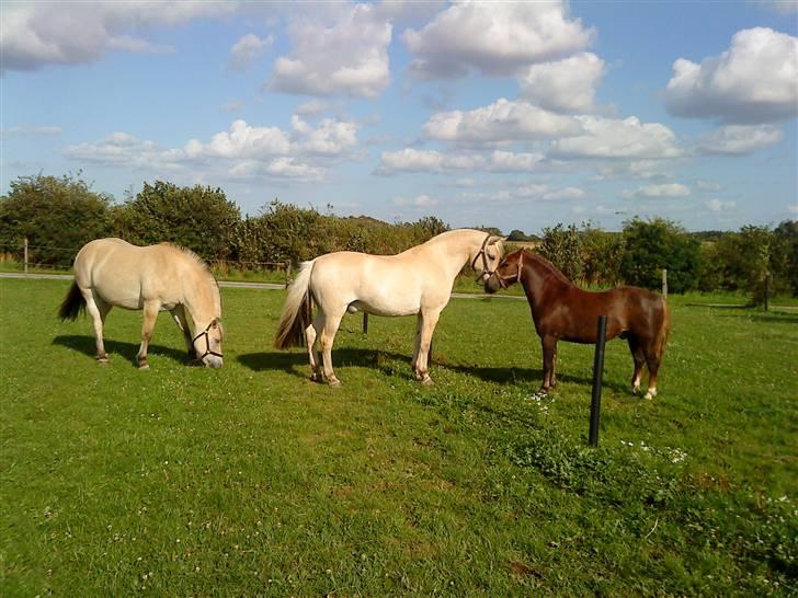 Fjordhest Nicolas Halsnæs. - NIcolas snuser til den lille brune (:  billede 10