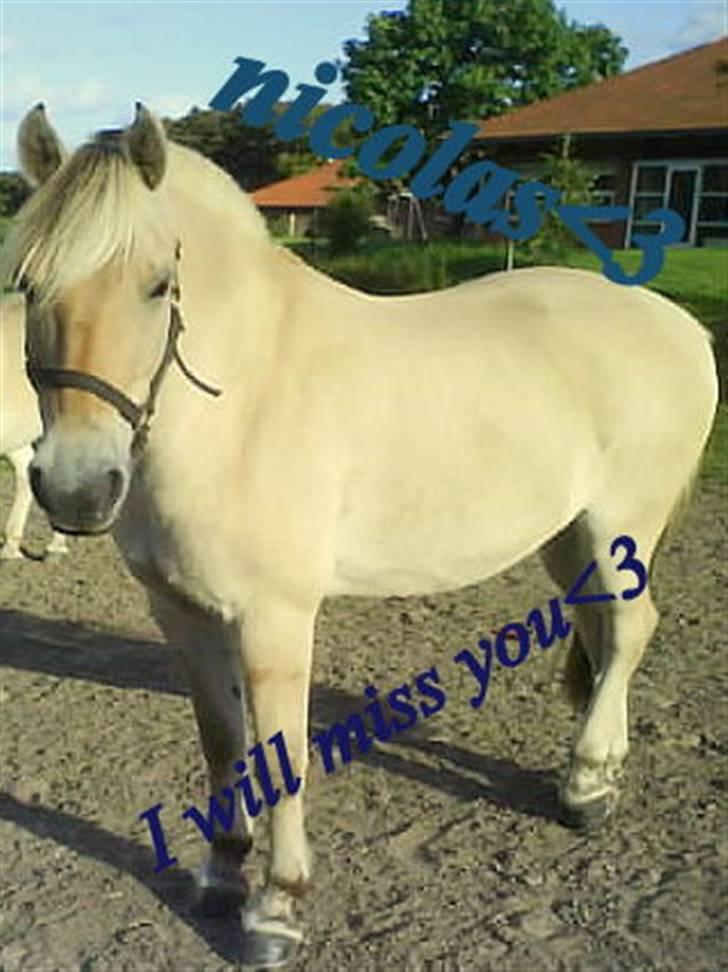Fjordhest Nicolas Halsnæs. - nico <3 billede 11