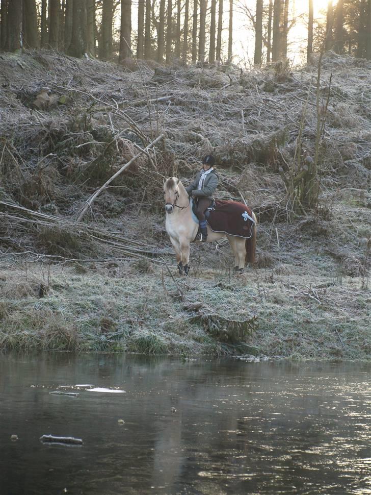 Fjordhest Tulle Skiveren <3 solgt - Foto: Kimie Dehn. billede 8