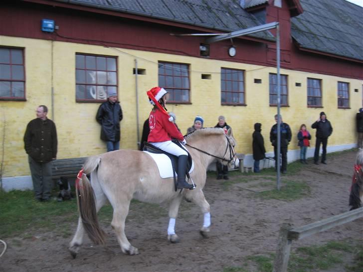 Fjordhest Nicolas Halsnæs. - nu skal vi ind og ride julekvadrilige!! billede 12