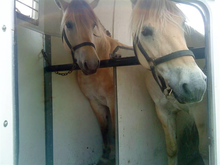 Fjordhest Nicolas Halsnæs. - På vej til dyre skue , nicolas til højre!! billede 13