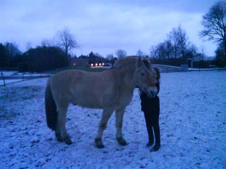 Fjordhest Nicolas Halsnæs. - Nicolas & Tea ´ ily <3 billede 14