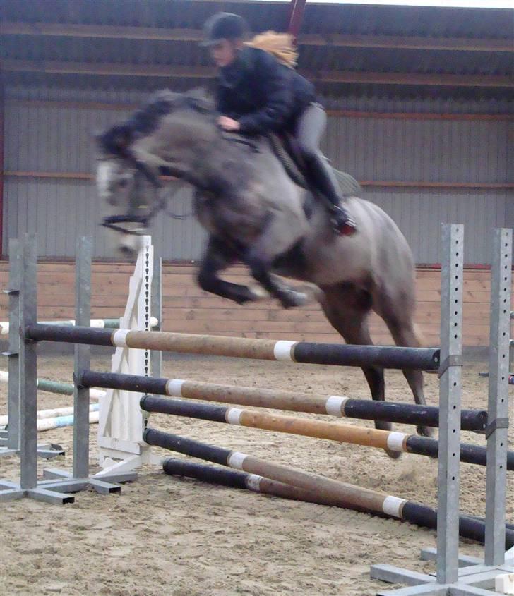 Holstener Mr. Liberty Z |SOLGT| - MiaOudal&Liberty d. 29/12-08 af Sofie Kjeldgaard. billede 10