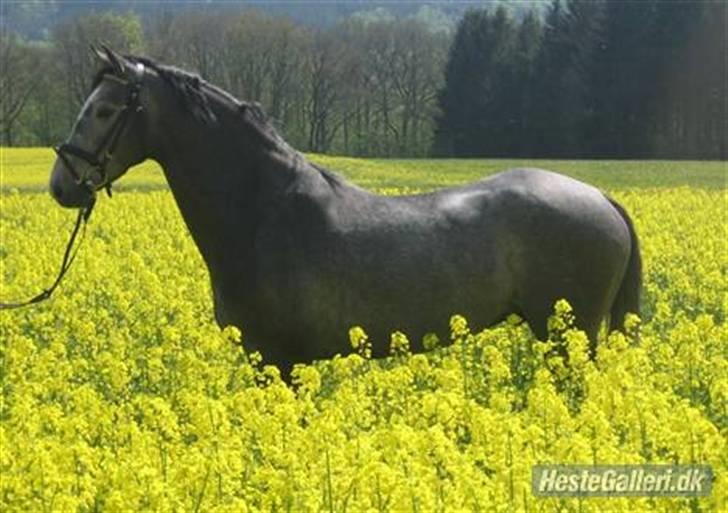 Holstener Mr. Liberty Z |SOLGT| - Maj 2008 billede 15