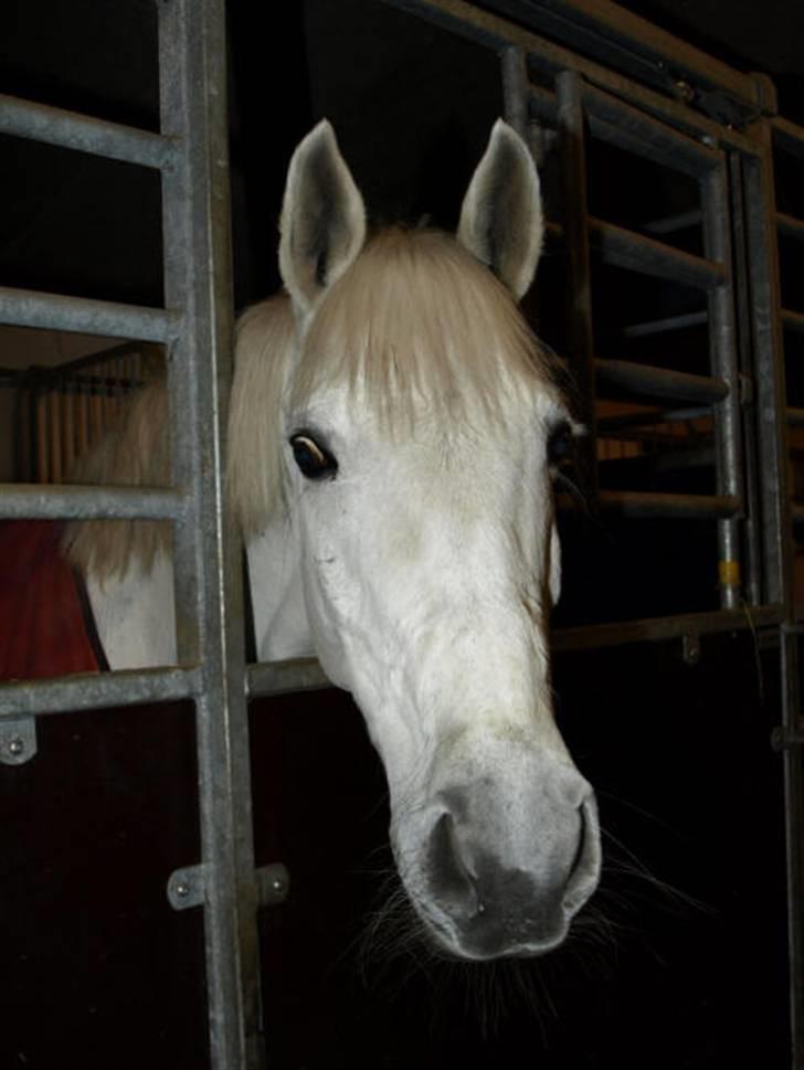 Connemara Tikærsgårds Dirch (solgt) - En glad pony! jeg tænker på dig billede 7