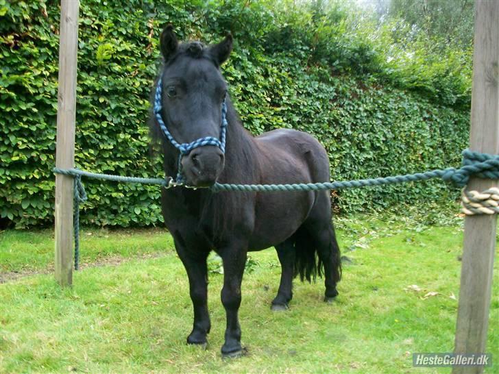 Shetlænder Bob - NYT!!! Fået billedet af Denise.. billede 20