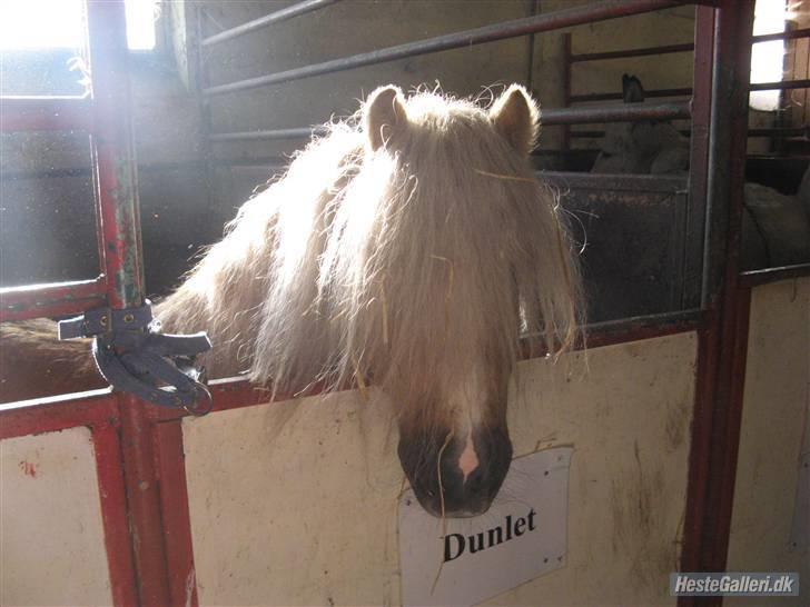 Anden særlig race Dunlet(har redet)<3<'3<3 billede 7