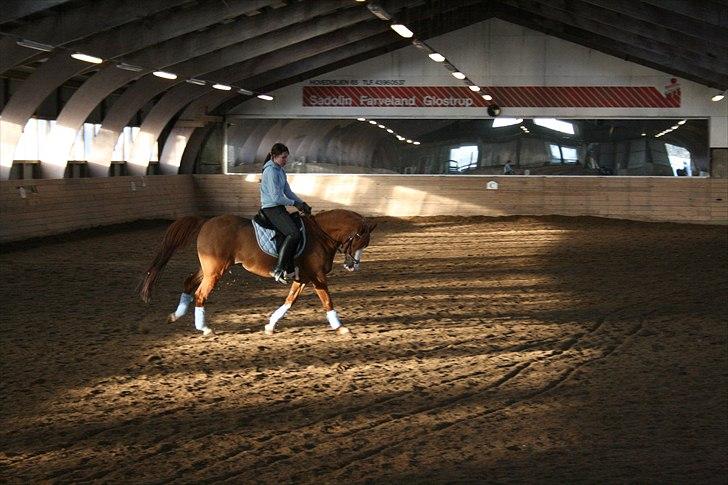 DSP Eddingburg - Han er ved at blive en dygtig dressur pony. billede 12