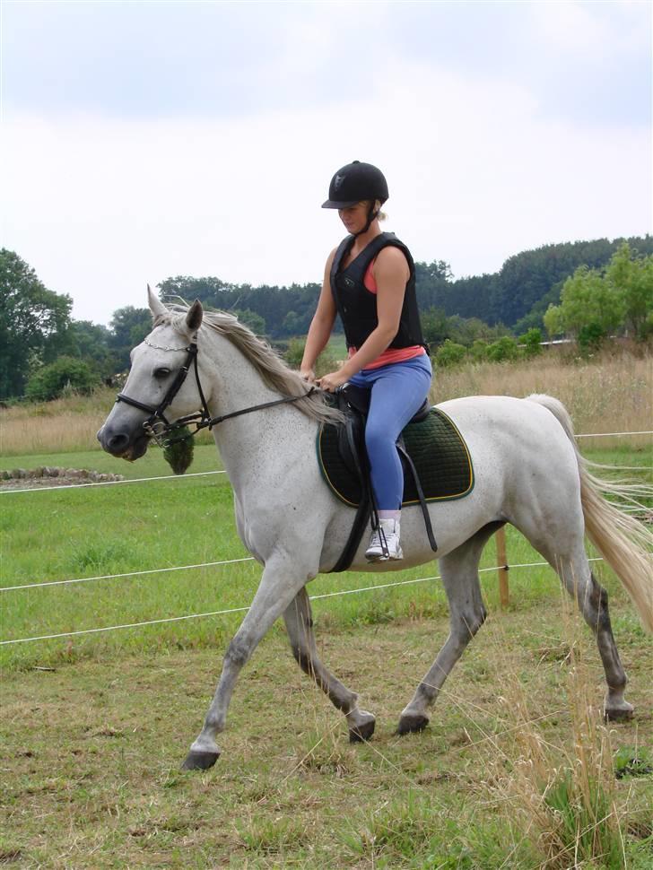 Traver Orlov abita nordhøj - fin trav :-) Juli 2009 billede 14