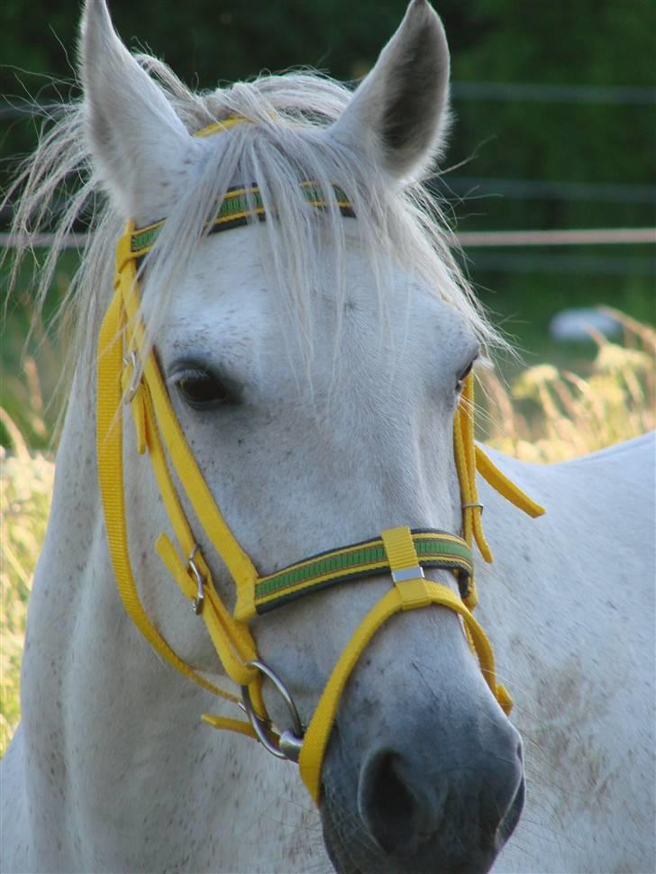 Traver Orlov abita nordhøj billede 15