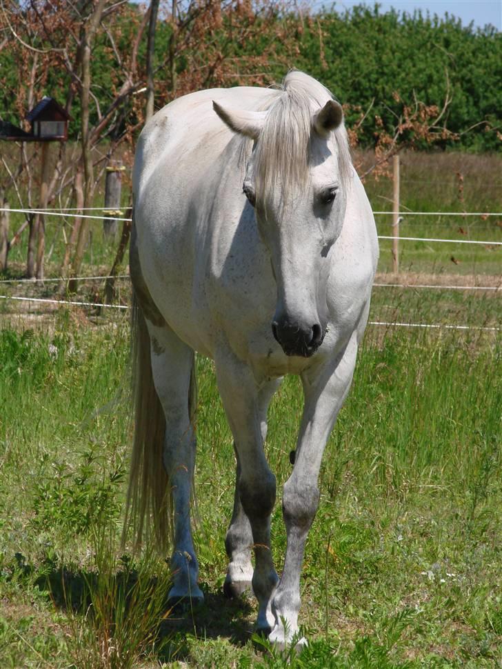 Traver Orlov abita nordhøj - sommer 2009 billede 16