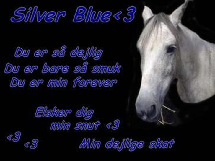 Hollandsk Sportspony silver (Rideskole-pony) billede 12