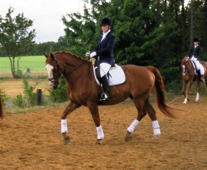 Tysk Oldenburger Ravelli (simeon) - Stævne holstebro juni 08 billede 18