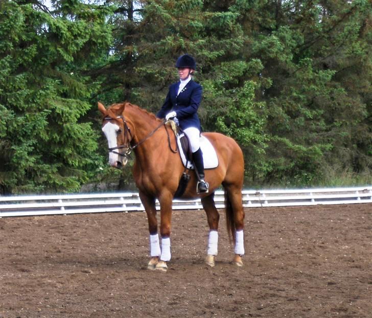 Tysk Oldenburger Ravelli (simeon) - Stævne Holstebro 08 billede 19