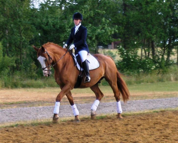 Tysk Oldenburger Ravelli (simeon) - Stævne Holstebro 08 billede 20