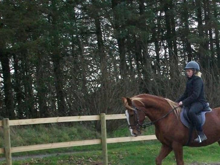 Frederiksborg Lucky Lykkebo  billede 14