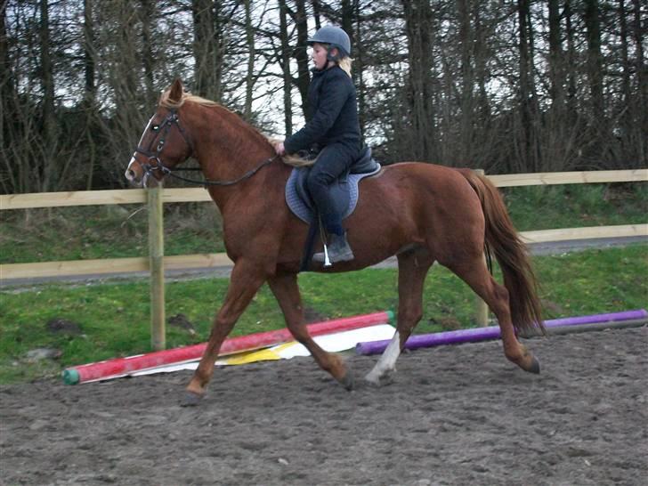Frederiksborg Lucky Lykkebo  - Så er jeg sq på ryggen af vild-dyret:P billede 16
