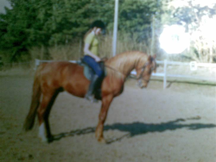 Frederiksborg Lucky Lykkebo  - Gammel part billede 17