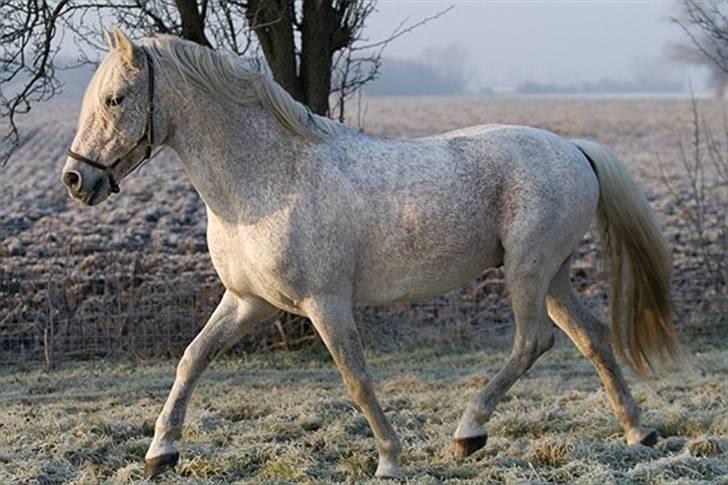 Cruzado Litri billede 10