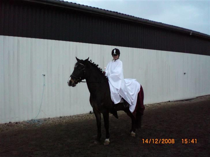 Welsh Cob (sec D) keilkær Agni - lucia på bogø 14-12-08 billede 12