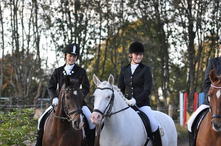 Welsh Cob (sec D) keilkær Agni - fm i ebberup hold, sep 2010 billede 13