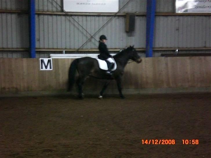 Welsh Cob (sec D) keilkær Agni - julestævne på bogø red lc3 til 60,40 % . billede 14