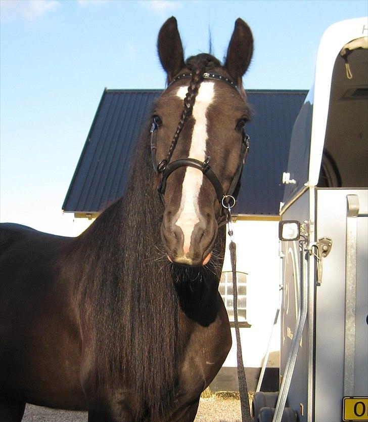 Tinker Joey Mac Nessa - 2010 billede 1