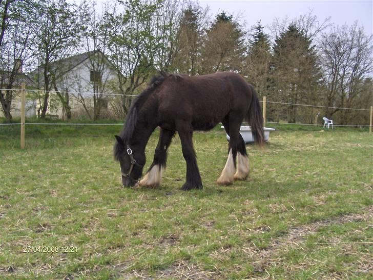 Tinker Joey Mac Nessa - Lige kommet hjem  billede 2
