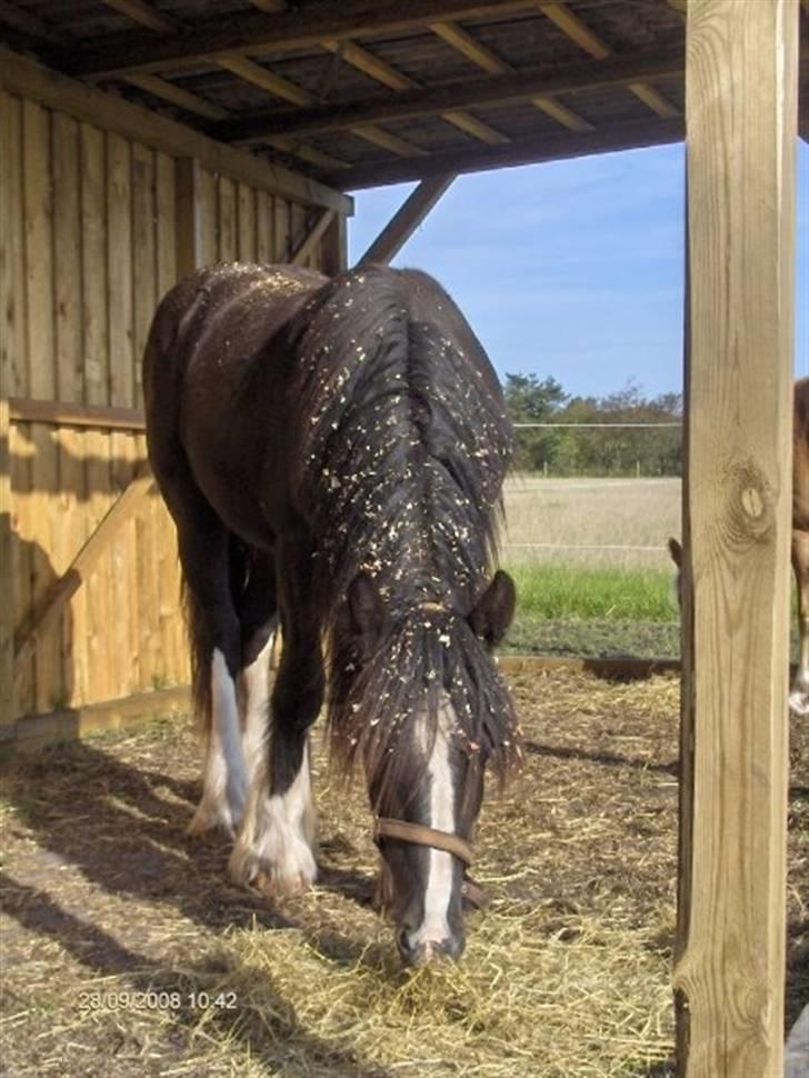 Tinker Joey Mac Nessa - 1 år og 4 mdr. billede 3