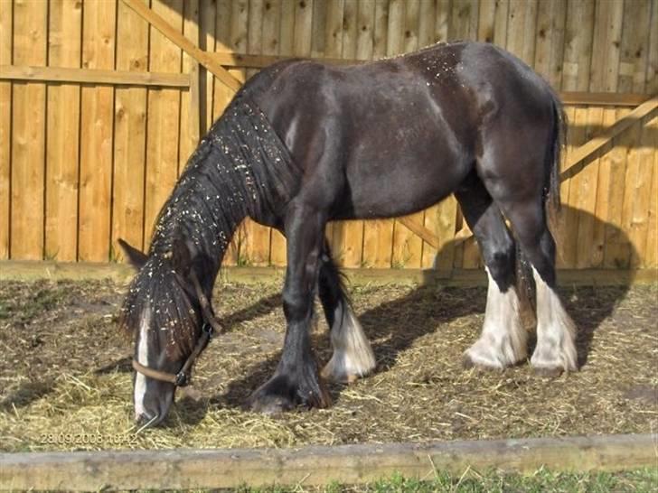 Tinker Joey Mac Nessa billede 5