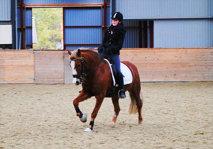 New Forest Damly's Pinocchio - d.24/10-10  billede 12