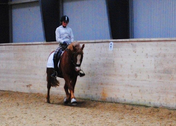 New Forest Damly's Pinocchio - d.30/10-10  billede 13