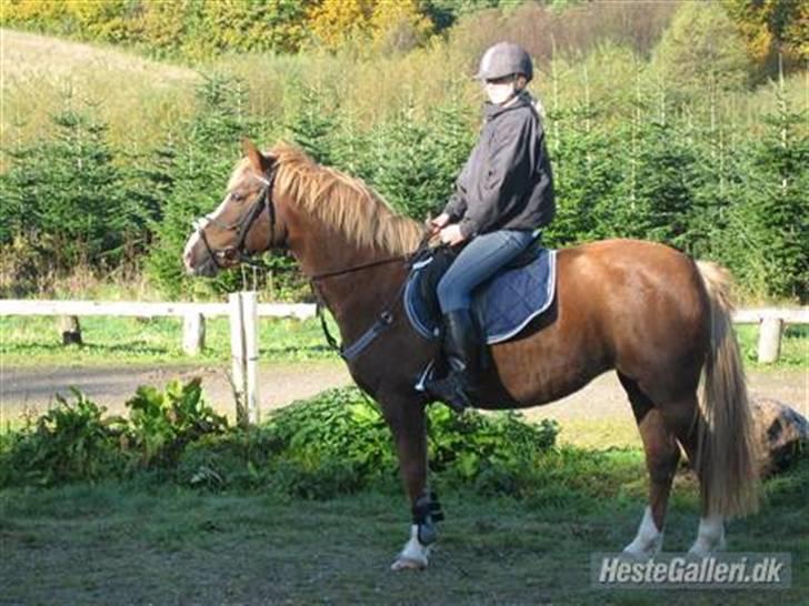 Hollandsk Sportspony Z-Zero Twilight - Kort tid efter jeg havde fået hende hjem :) billede 10