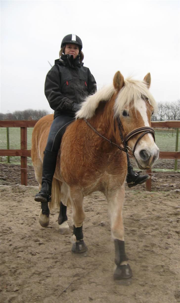 Tyroler Haflinger wacholder - *NYT* taget d. 31.12.08 billede 8