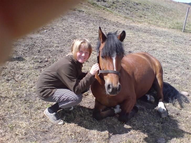 New Forest | Sylvester. (: | solgt. - hehe sylvester gider ikke lige at stå op xD undskyld kvaliteten er taget med mobil billede 4