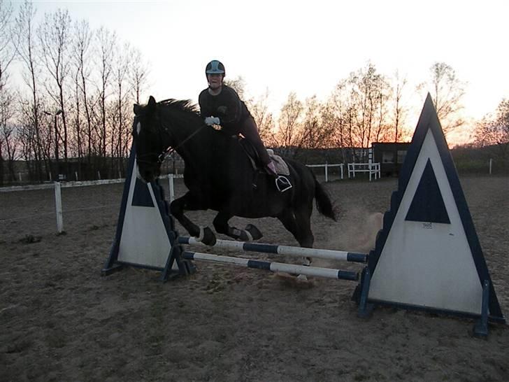 Dansk Varmblod Lady Hunter  - Første gang vi springer <33 billede 14