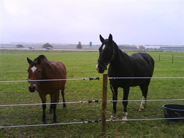 Dansk Varmblod Lady Hunter  - Hunter og Komse - Meget lang tid siden..! <3 billede 15