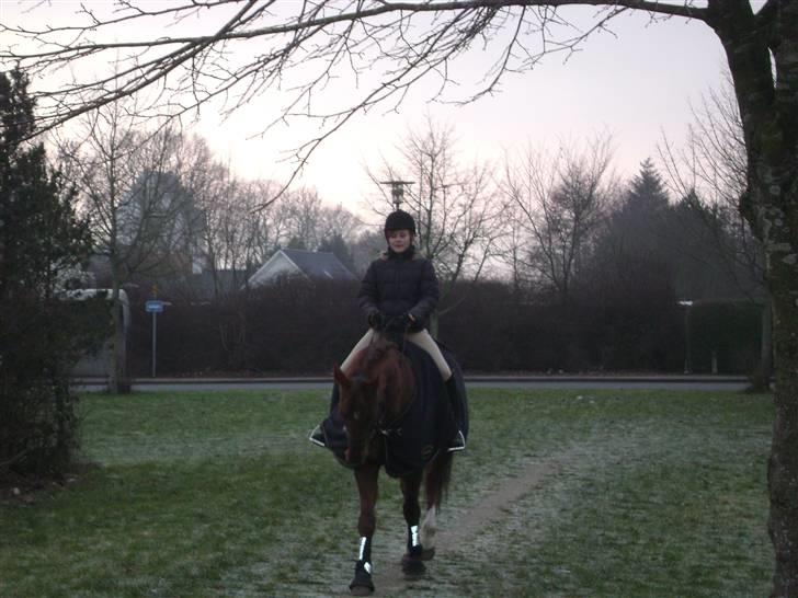 Dansk Varmblod Carmen Nøddebo - solgt - 30/12 08 billede 11