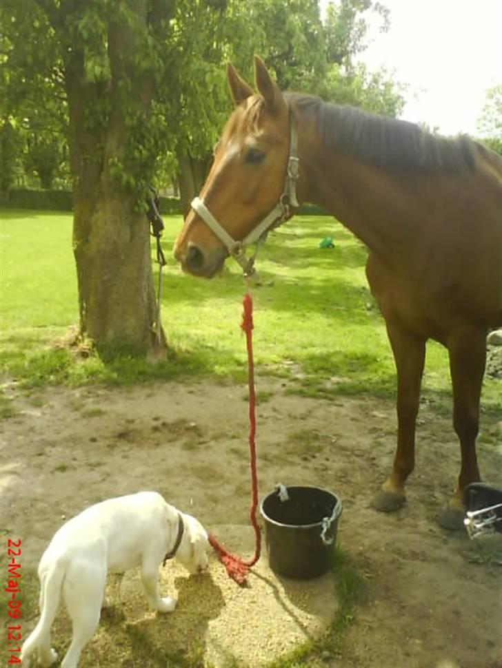 Dansk Varmblod Carmen Nøddebo - solgt - Hvad der er Dit er mit.. Syntes det er lidt sødt de deler maden ;) billede 12