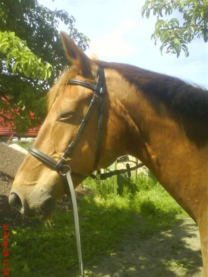 Dansk Varmblod Carmen Nøddebo - solgt - lidt bidløs ridning sommeren 09 billede 13