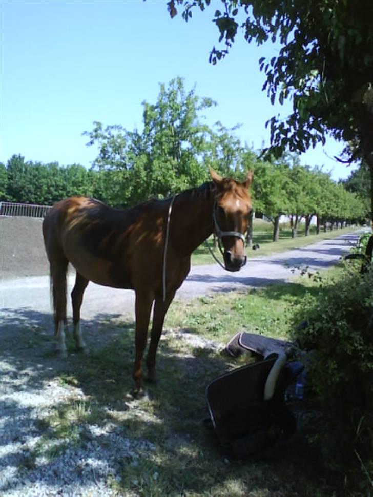 Dansk Varmblod Carmen Nøddebo - solgt - Hun står altid ubundet .. Det er en hest jeg kan stole på ;) billede 15