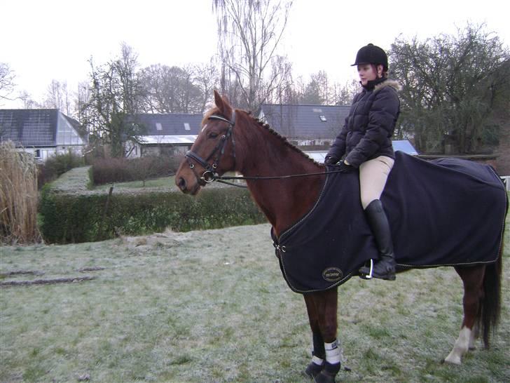 Dansk Varmblod Carmen Nøddebo - solgt - 30/12 08  billede 17